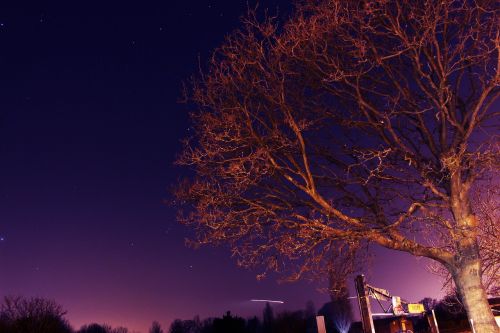 tree night stars