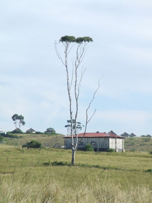 tree rural sky