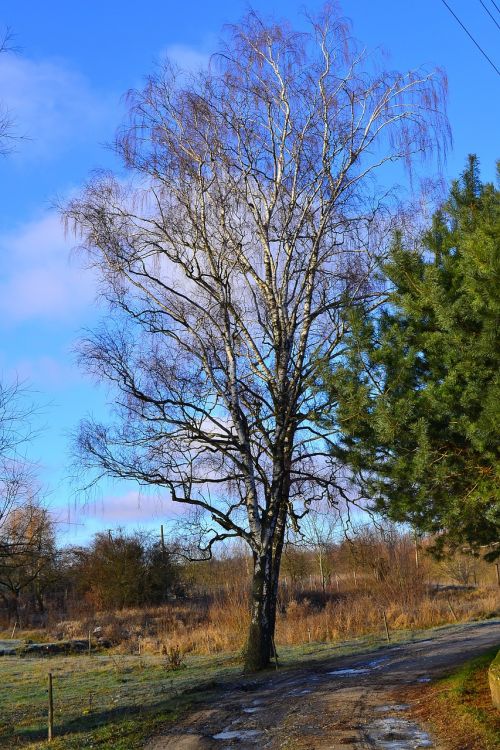 tree sky way