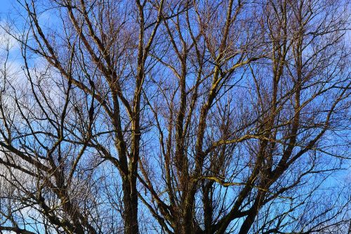 tree branches nature