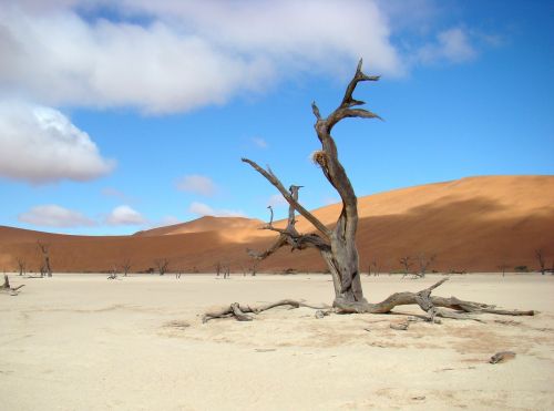 tree desert sand