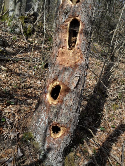 tree holes naure