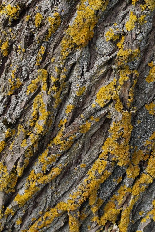 tree lichen wood