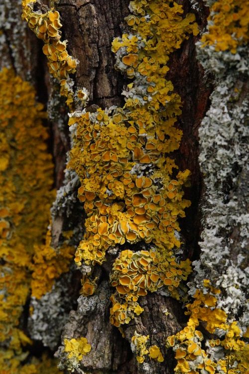tree lichen wood