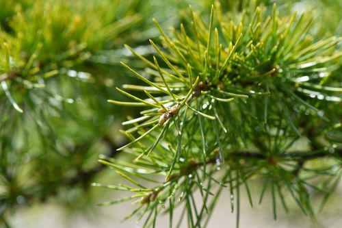 tree plant cedar