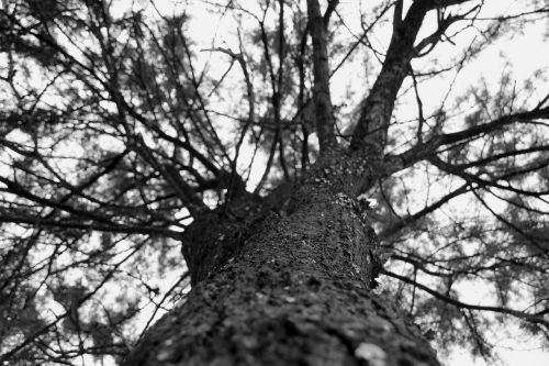 tree close-up bark