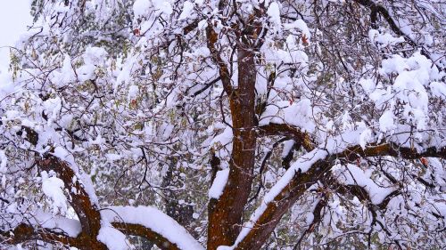 tree winter snow