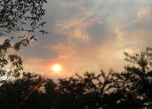 tree clouds sun