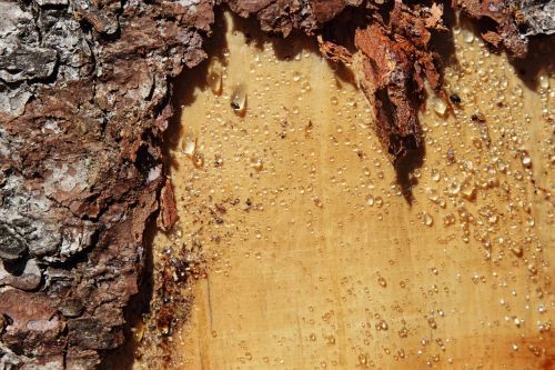 tree bark resin