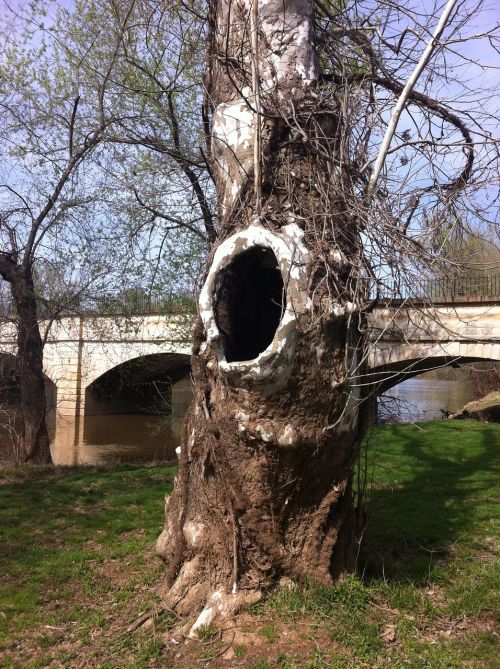 tree hollow hole