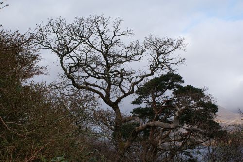 tree nature sky