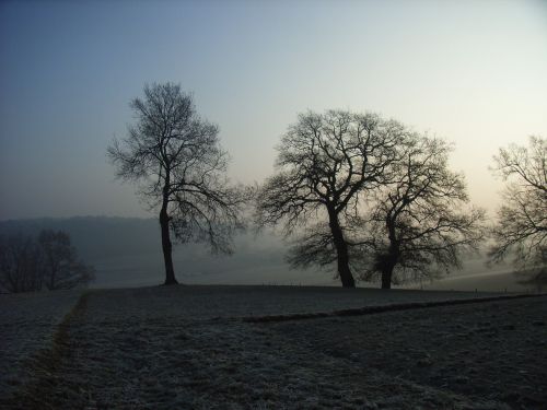 tree fog sun