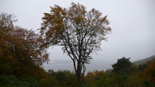 tree sky autumn