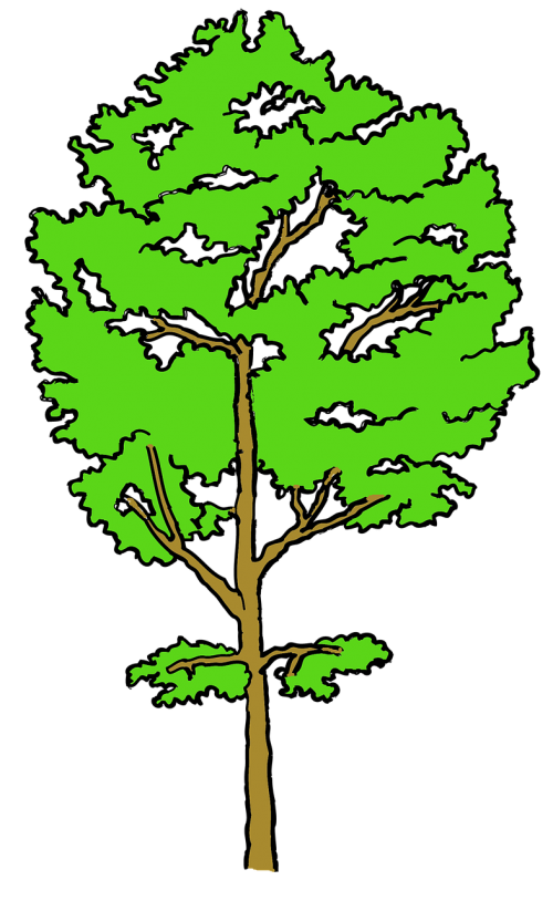 tree aspen poplar