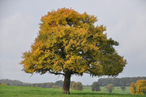 tree majestic autumn landscape