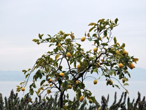 tree lemon lake