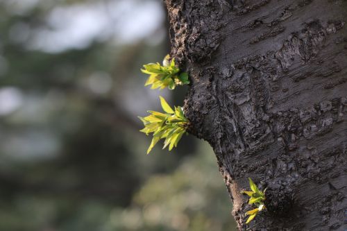 tree germination spring