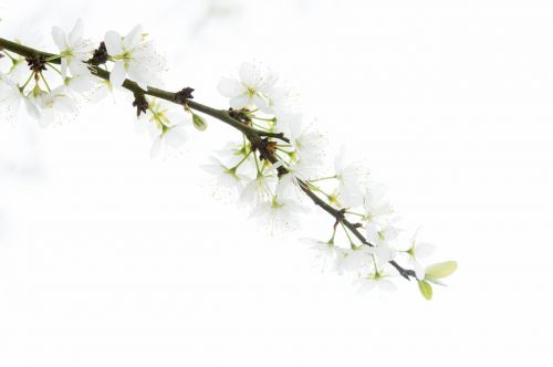 tree white flowers