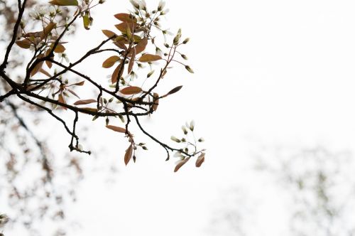 tree white nature