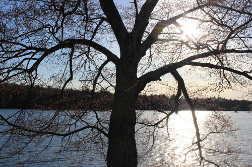 tree lake branch