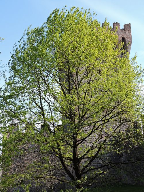 tree torre green