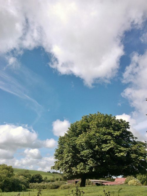 tree landscape ireland