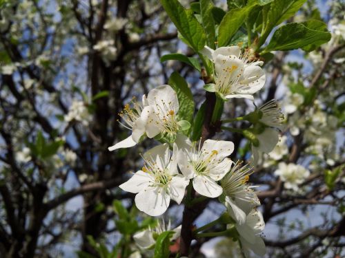 tree flower plum