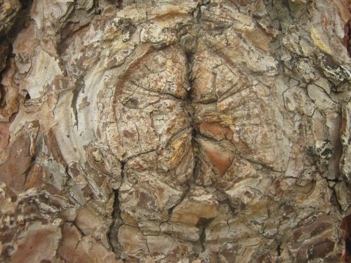tree knot bark