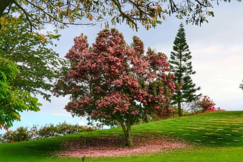 tree spring blossom