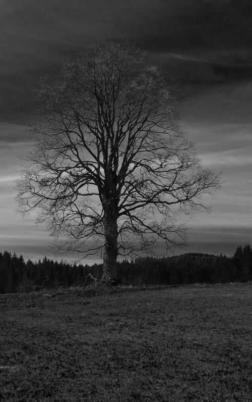 tree black and white landscape