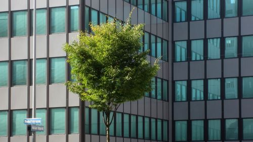 tree urban green