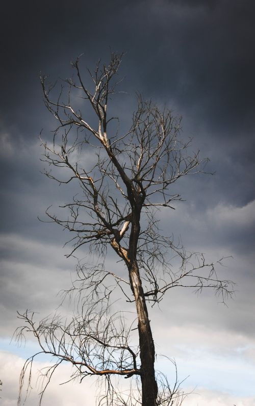 tree old dead