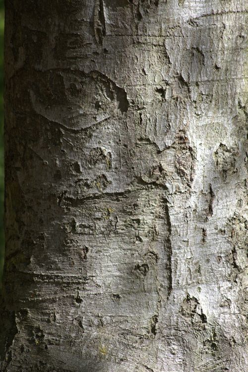 tree bark nature