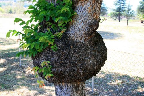 tree lesion growth