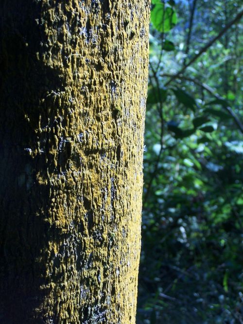 tree trunk green