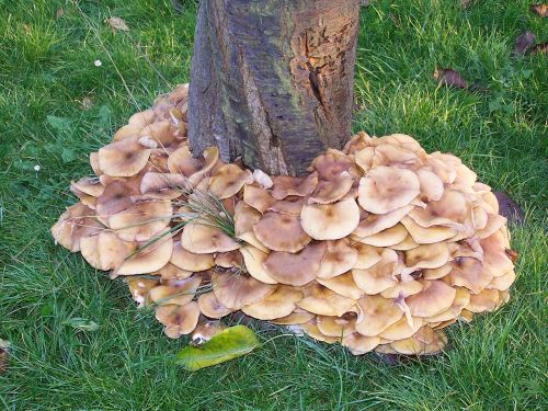 tree mushrooms meadow
