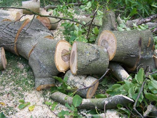 tree sawn wood