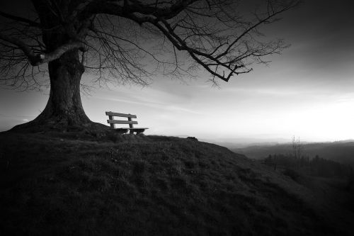 tree bench solitude