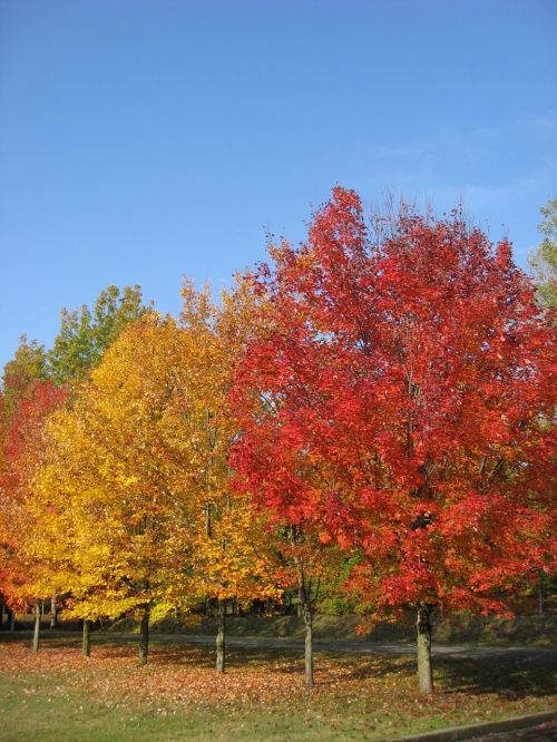 tree colors leaves