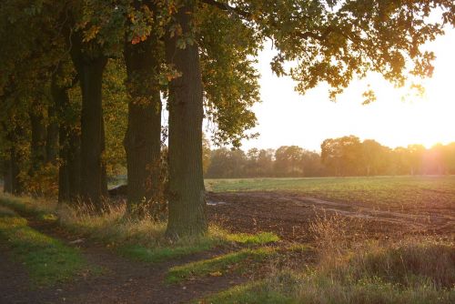 tree oak light