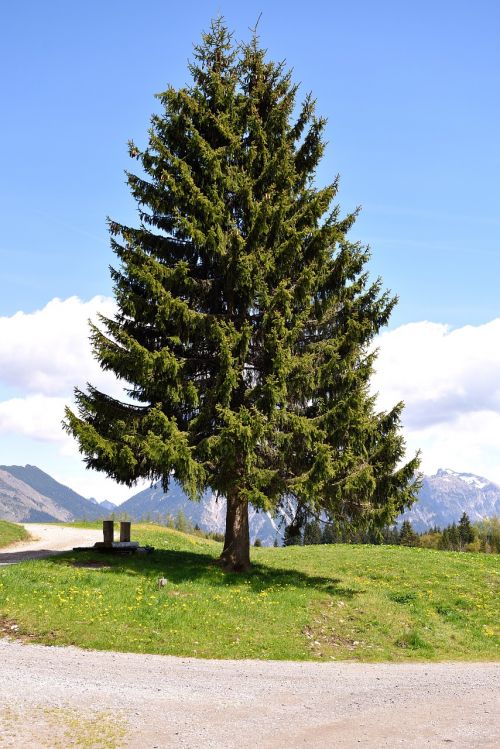 tree conifer christmas tree