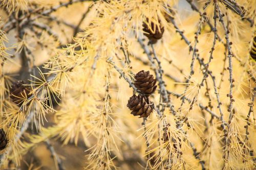 tree cone evergreen