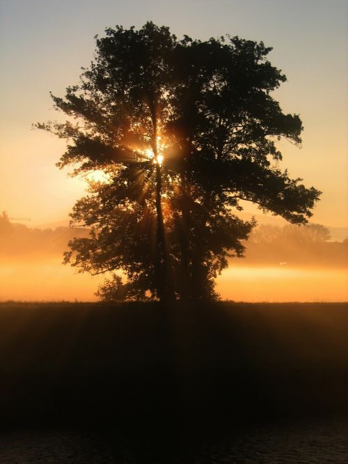 tree sunset beautiful