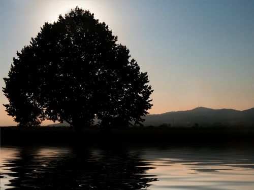 tree sunset lake