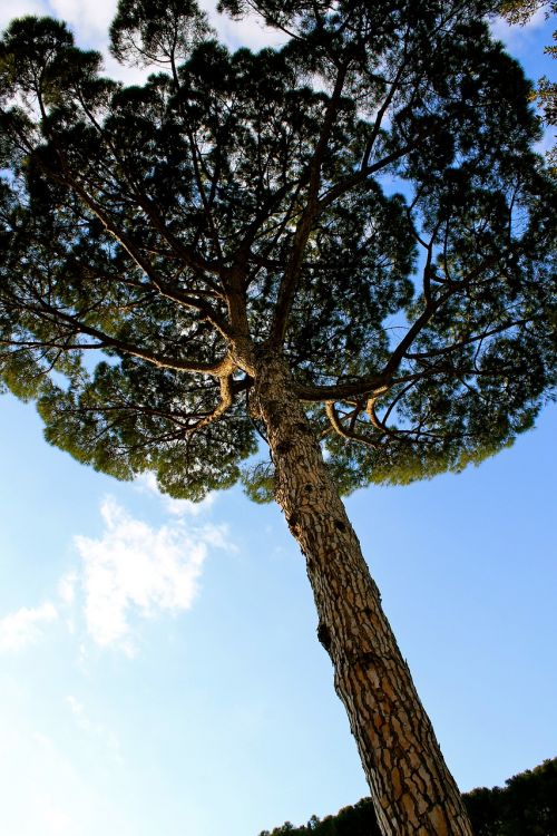 tree perspective nature