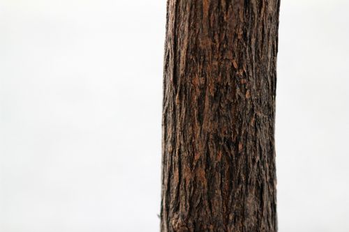 tree texture pattern