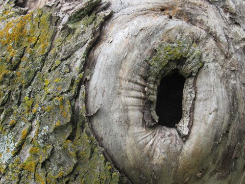 tree hole hiding place