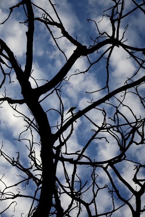 tree sky clouds