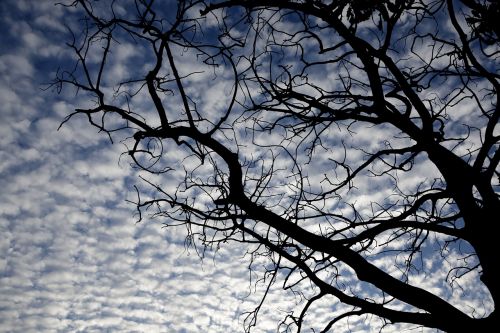 tree sky clouds