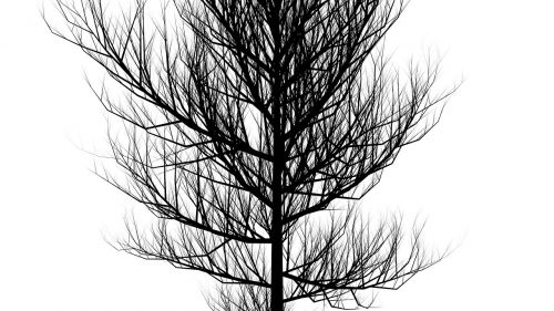 tree silhouette black